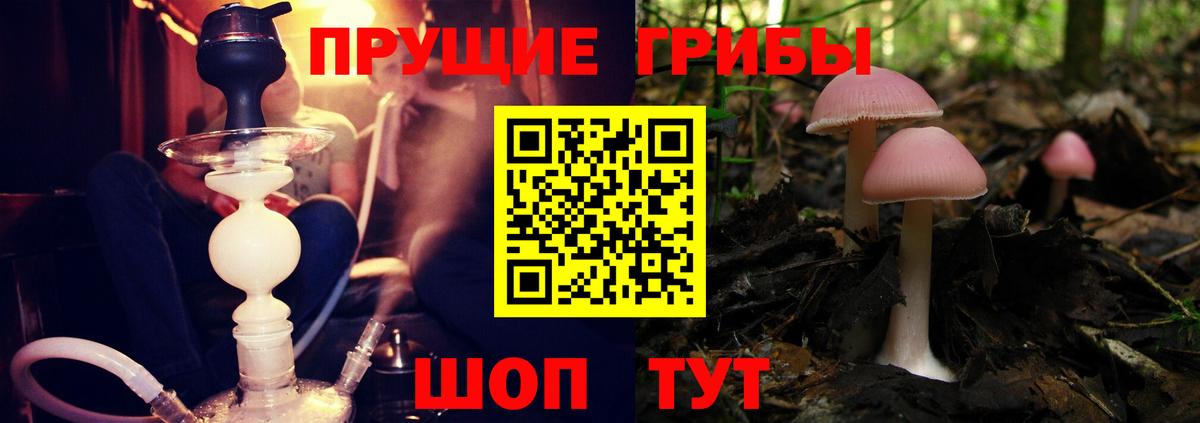 Жигулёвск  Псилоцибиновые грибы мицелий  Вход с VPN 